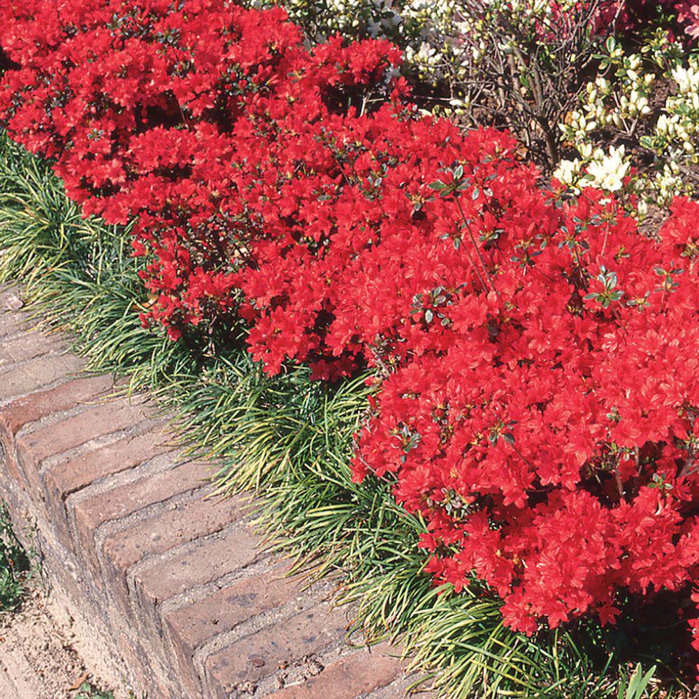 Cottage Gardens 3 Gal. Stewartstonian Azalea Shrub with