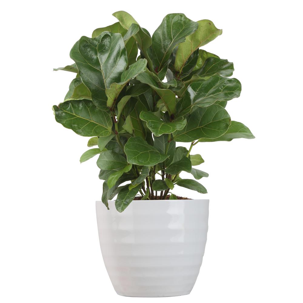 Costa Farms Trending Tropicals Little Fiddle Leaf Ficus