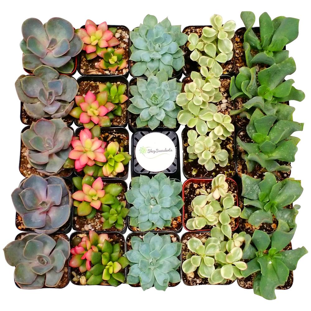 Home Depot Types Of Succulents