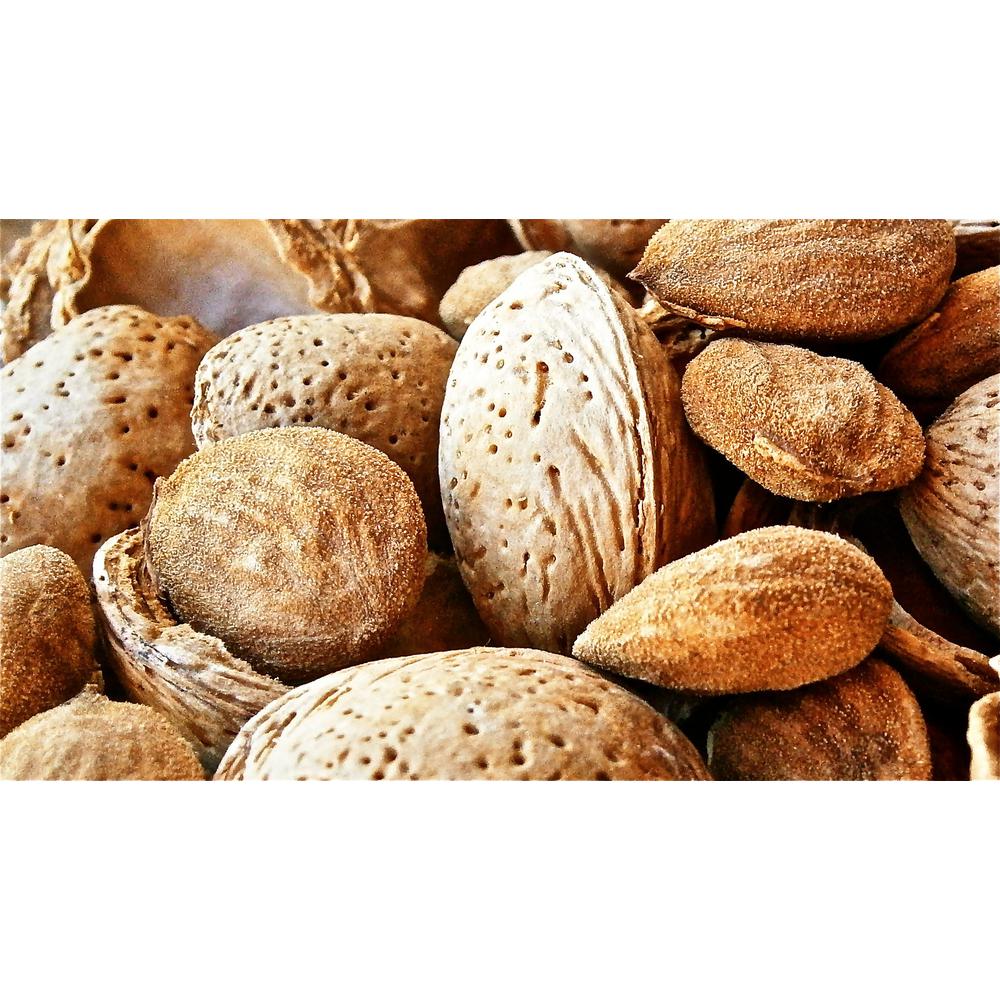 Online Orchards Halls Hardy Almond TreeNTAL003 The Home Depot