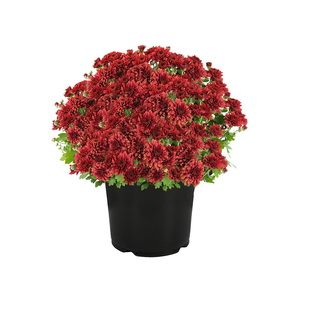 Altman Plants Web 4PK 1Q10 Mum Red0881142 The Home Depot