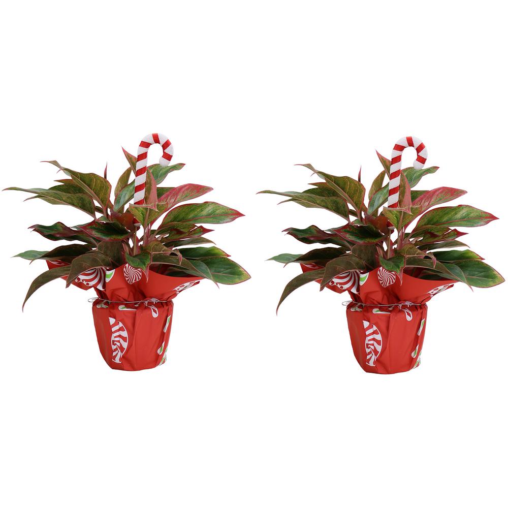 christmas pot plants