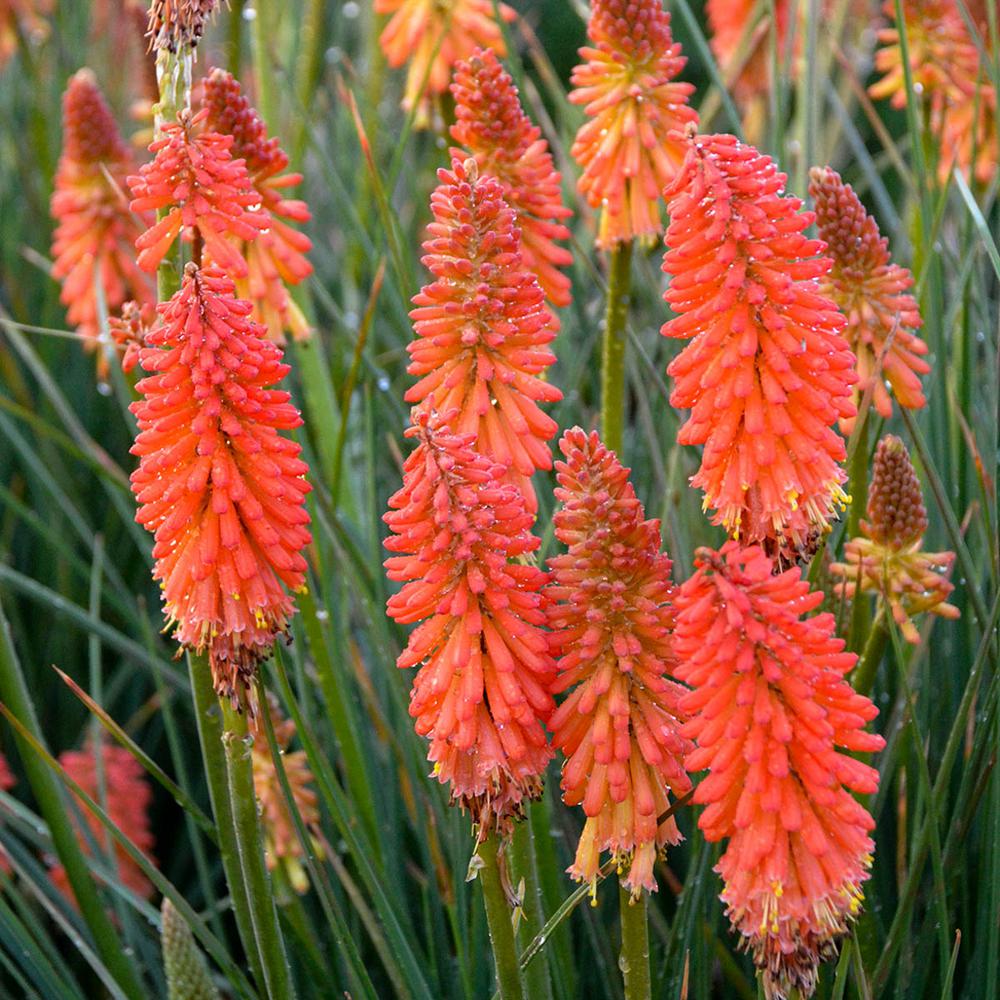 Spring Hill Nurseries 2.50 Qt. Pot Poker Face Torch Lily (Kniphofia ...