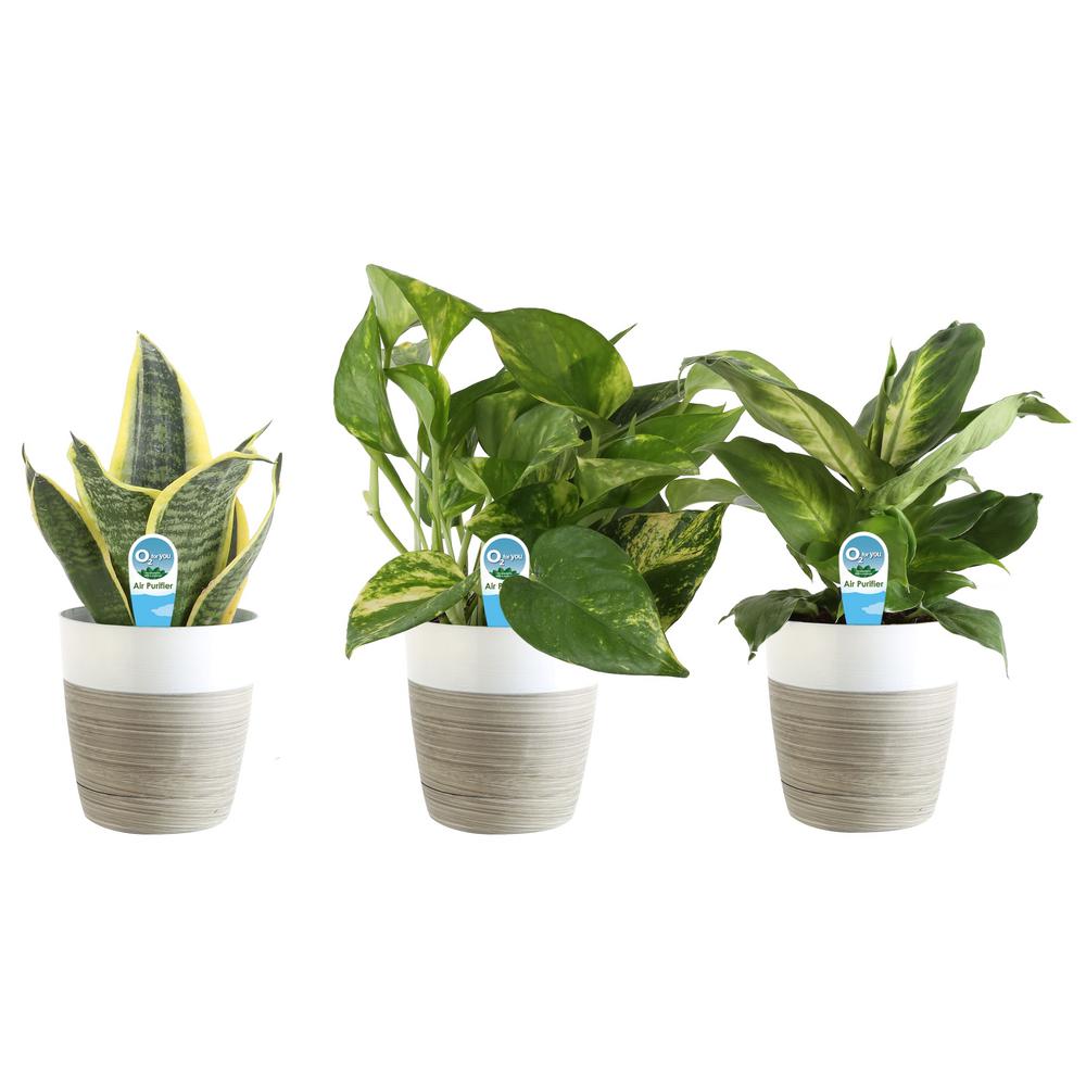 White Indoor Plants Plants Garden Flowers The Home Depot