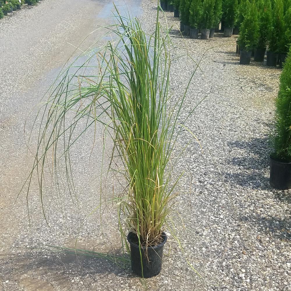 Ornamental Grasses Garden Plants & Flowers The Home Depot