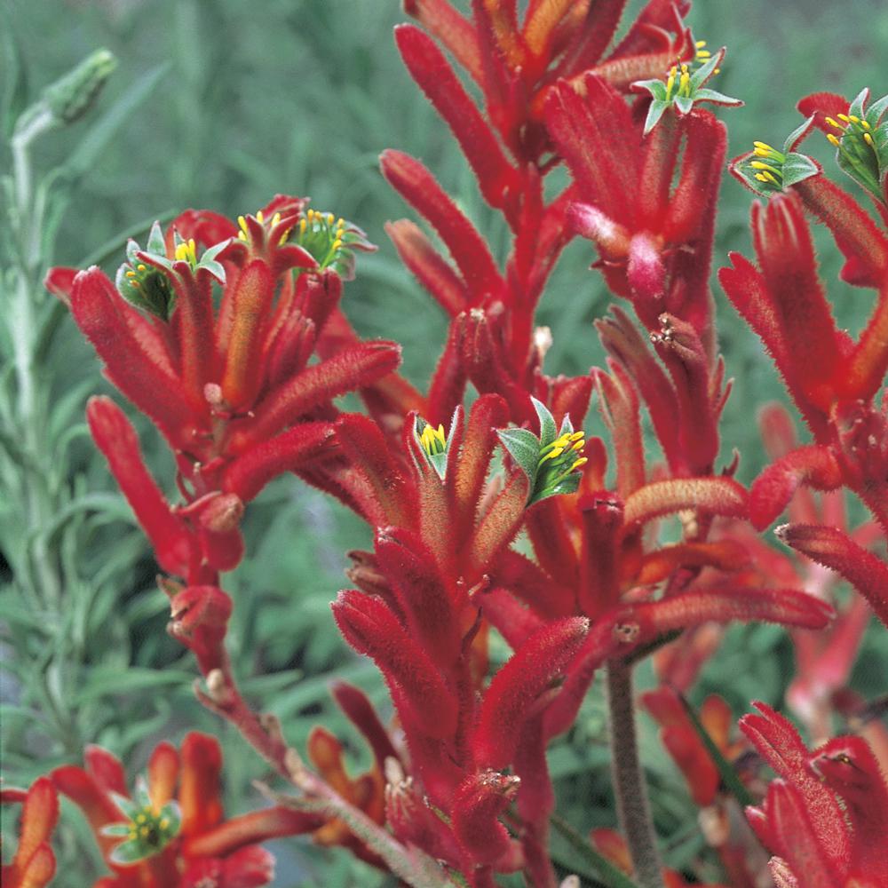 2.5 Qt. 1 Red Kangaroo Paw Plant91100 The Home Depot