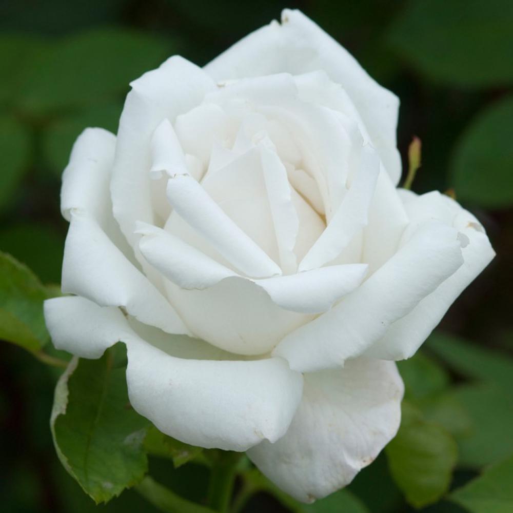 Mea Nursery All-Time Favorites Frau Karl Druschiki Hybrid Tea Rose with White Flowers was $25.98 now $10.49 (60.0% off)