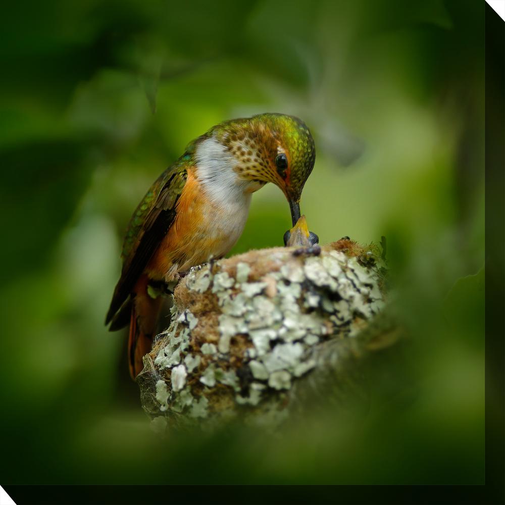 Unbranded 24 In X Hummingbird Nest Outdoor Canvas Wall Art 79080 The Home Depot - Hummingbird Outdoor Wall Art Unbranded 24 In X Hummingbird Nest Outdoor Canvas Wall Art 79080 The Home Depot - Hummingbird Outdoor Wall Art