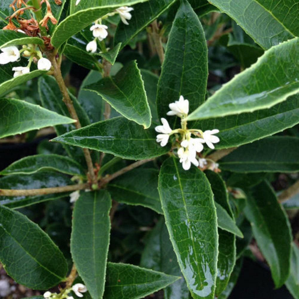 Flowering tea plant information