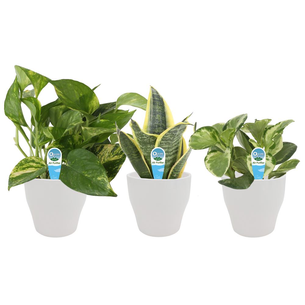 Costa Farms O2 for You House Plant Collection in 4 in. Decor Pot (3-Pack)
