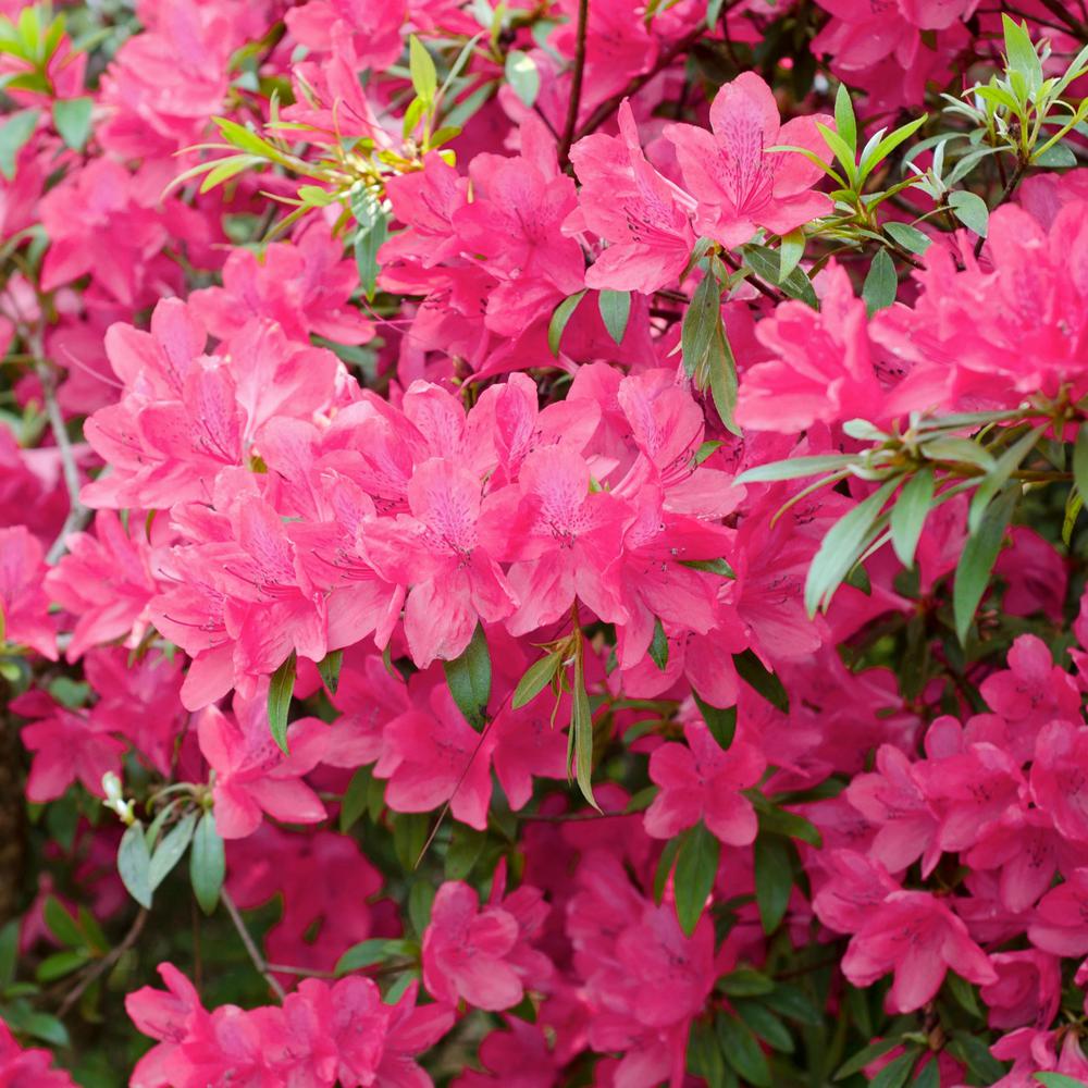 National Plant Network 2.25 Gal. Azalea Chinzan Flowering Shrub with ...