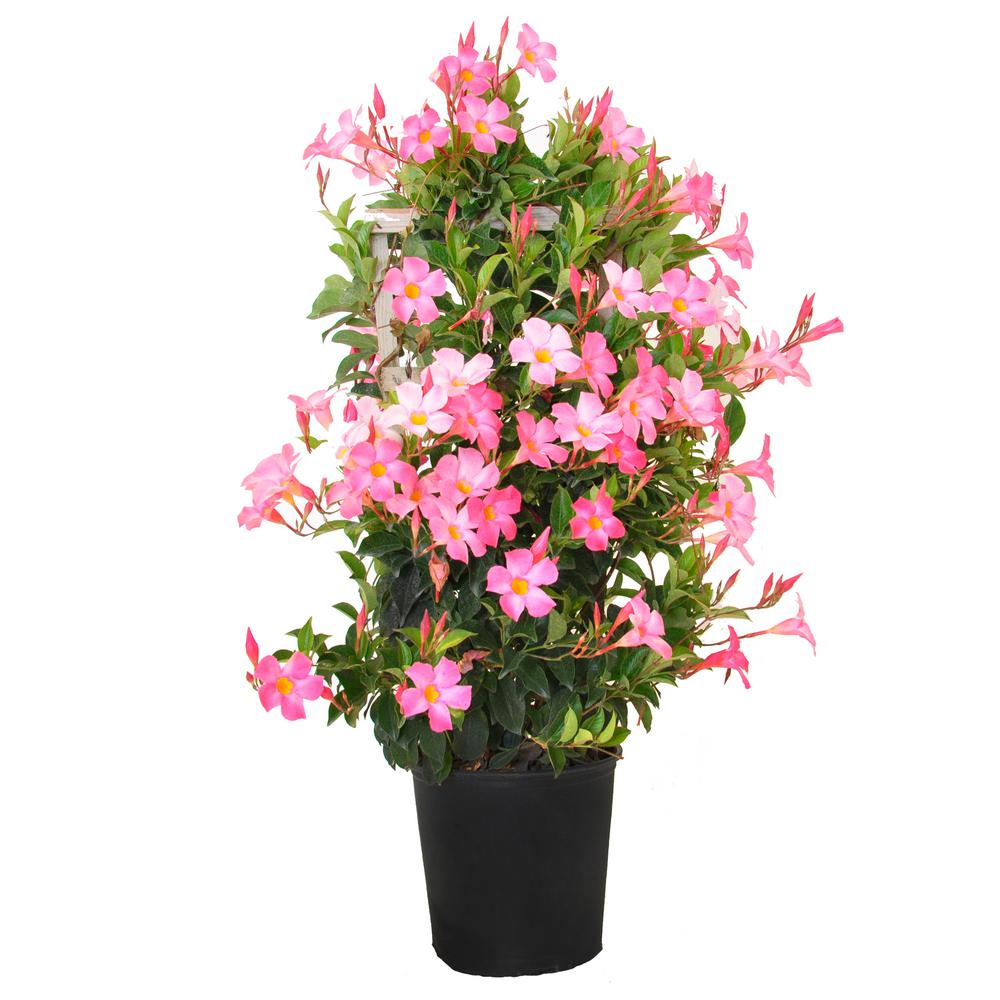 United Nursery 28 in. to 34 in. Tall Mandevilla Trellis Pretty Pink Live Outdoor Vining Plant in