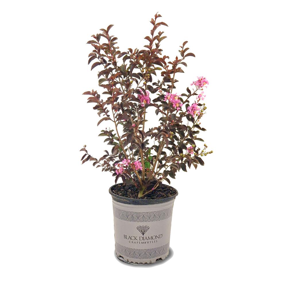 Black Diamond 3 Gal. Black Diamond Shell Pink Crape Myrtle Tree 