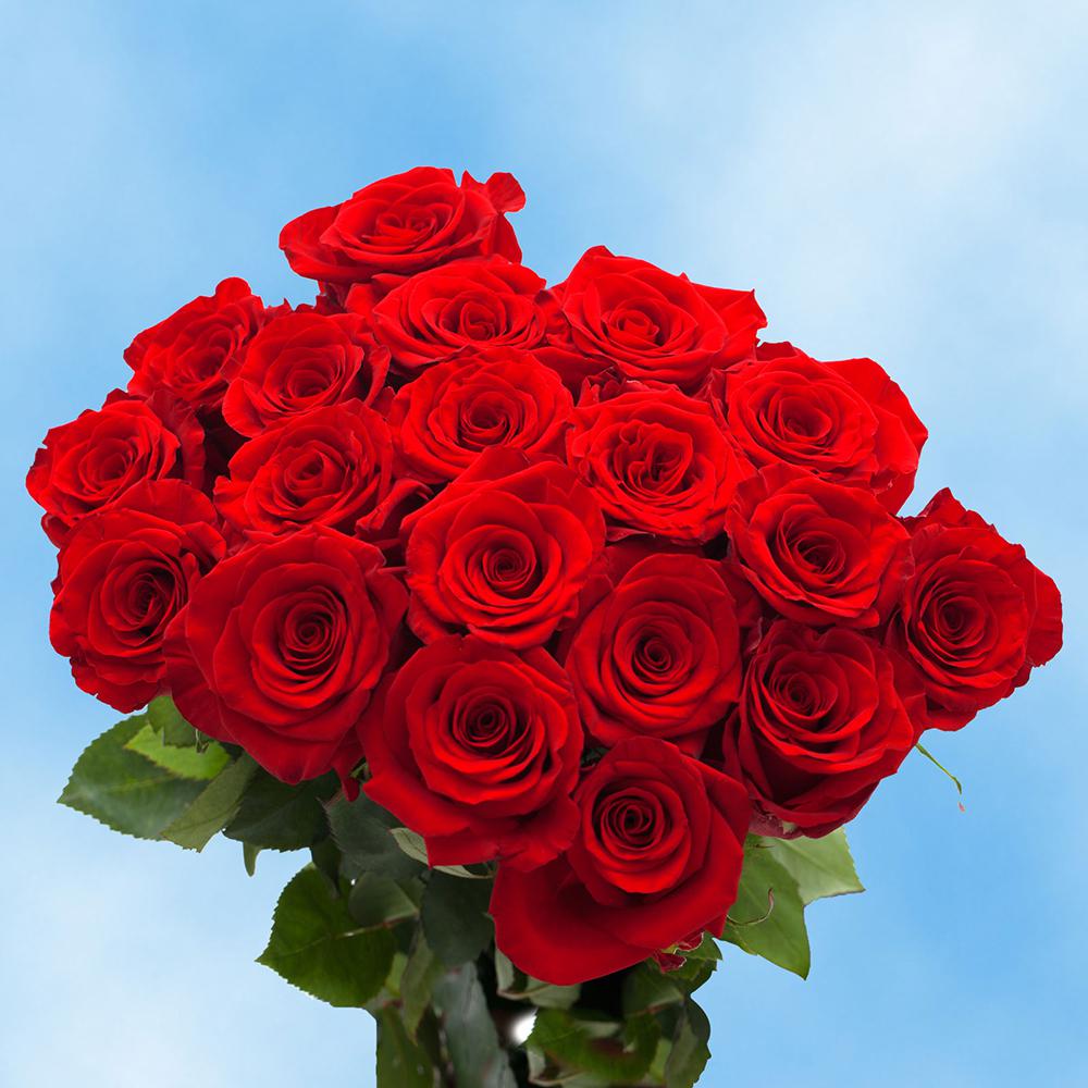 Globalrose Fresh RedMothers Day Roses (50 Stems)rosesred50 The Home Depot