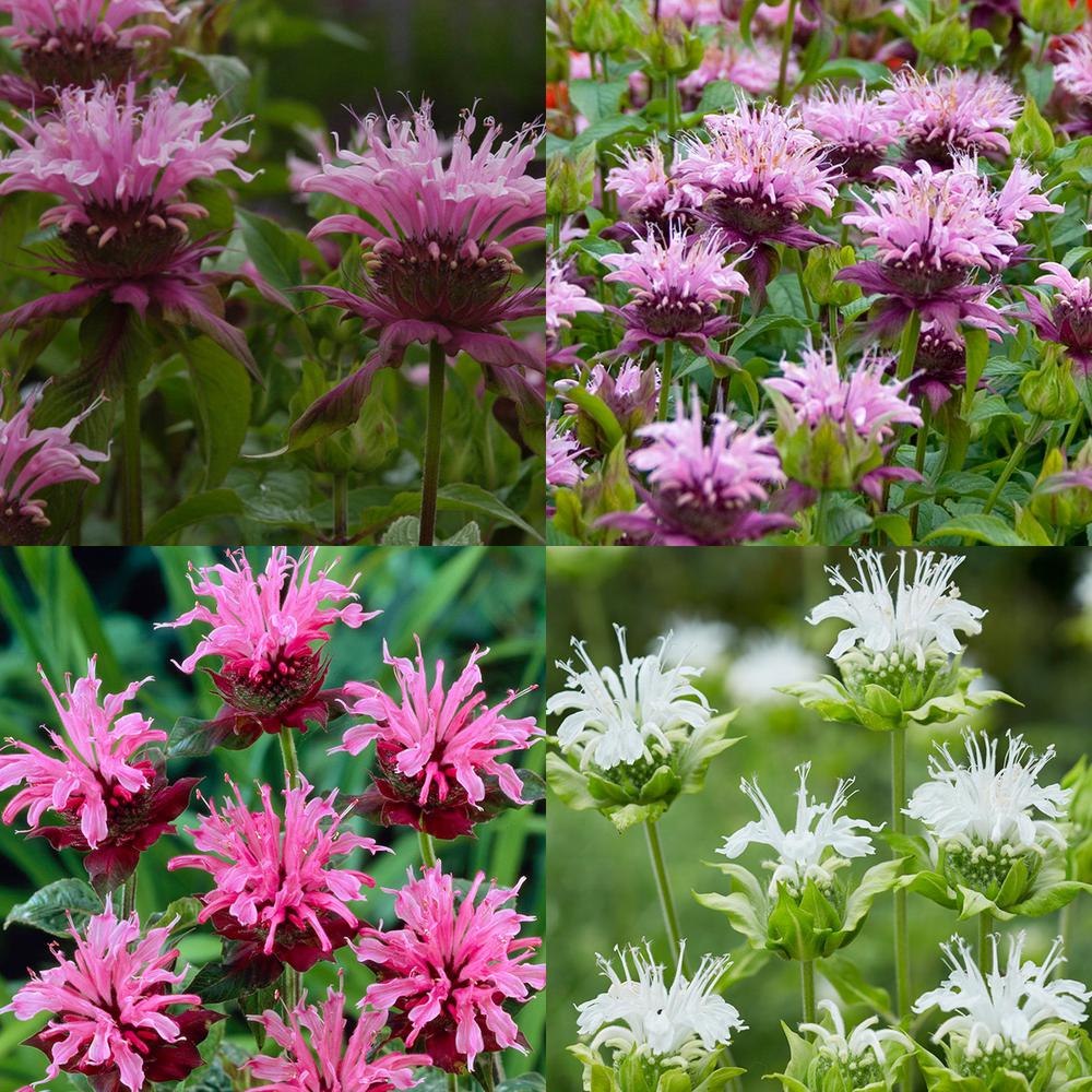 VAN ZYVERDEN Perennial Plant Of the Year 2021 Monarda (Bee