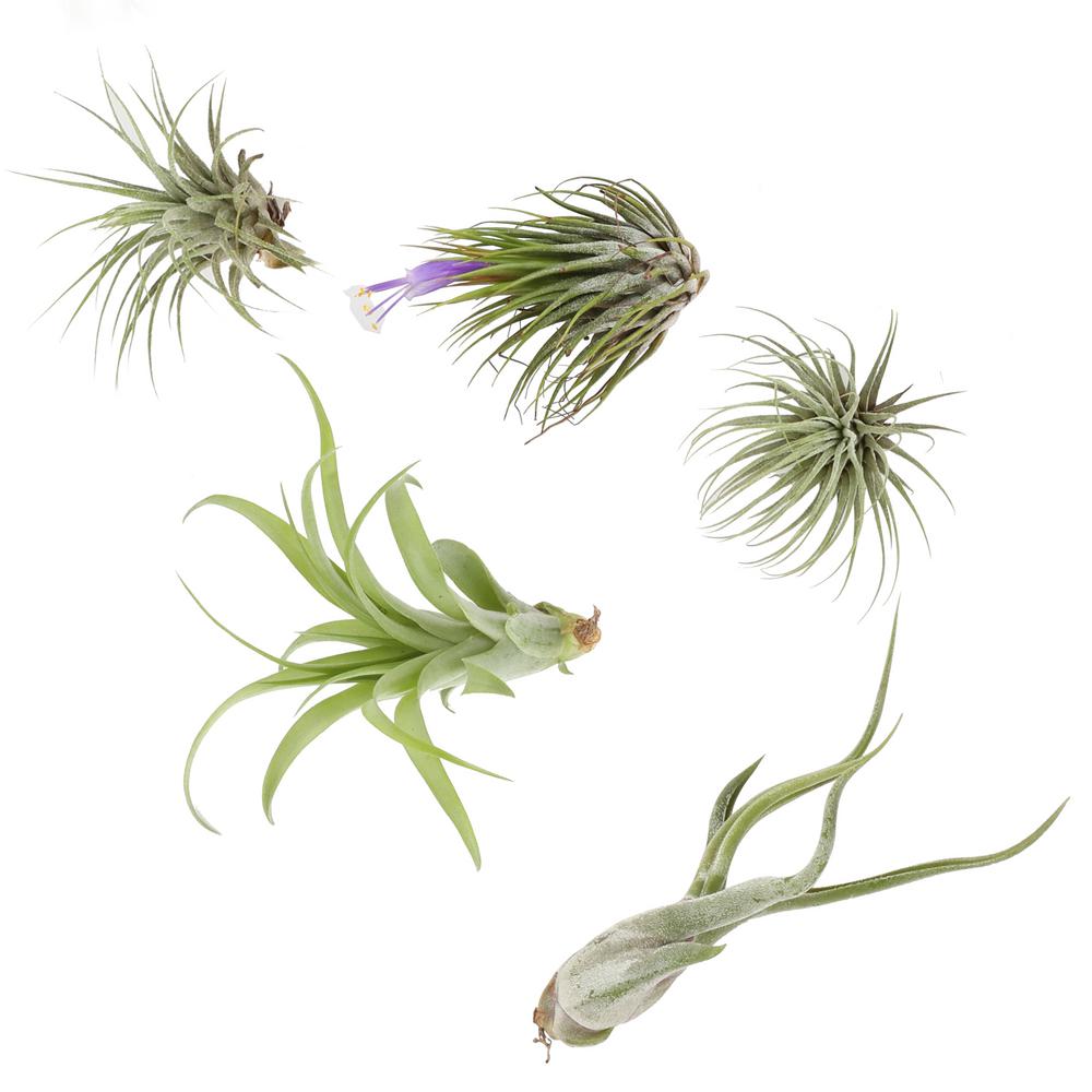 Costa Farms Orted Air Plants 5 Pack Tilair5pk The Home Depot Orted Air Plants 5 Pack