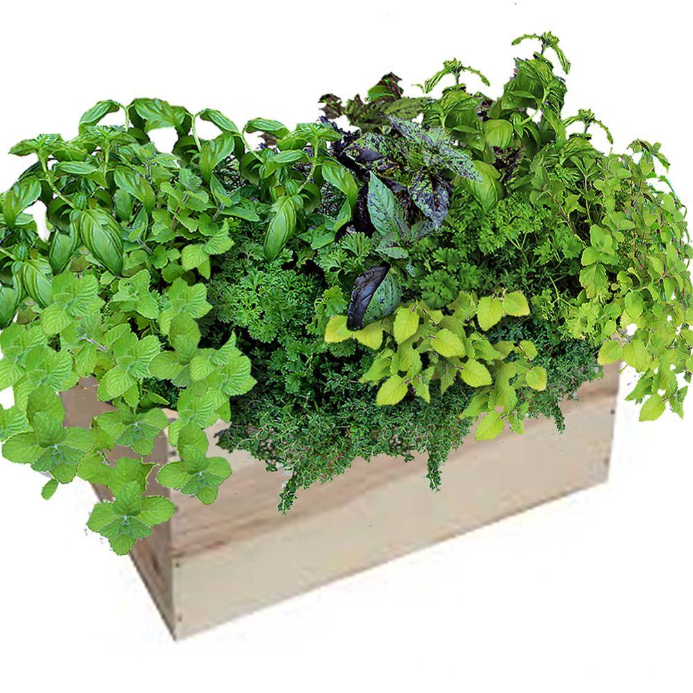 Edible Indoor Plants Garden Flowers The Home Depot Herb Mix Grilling Box
