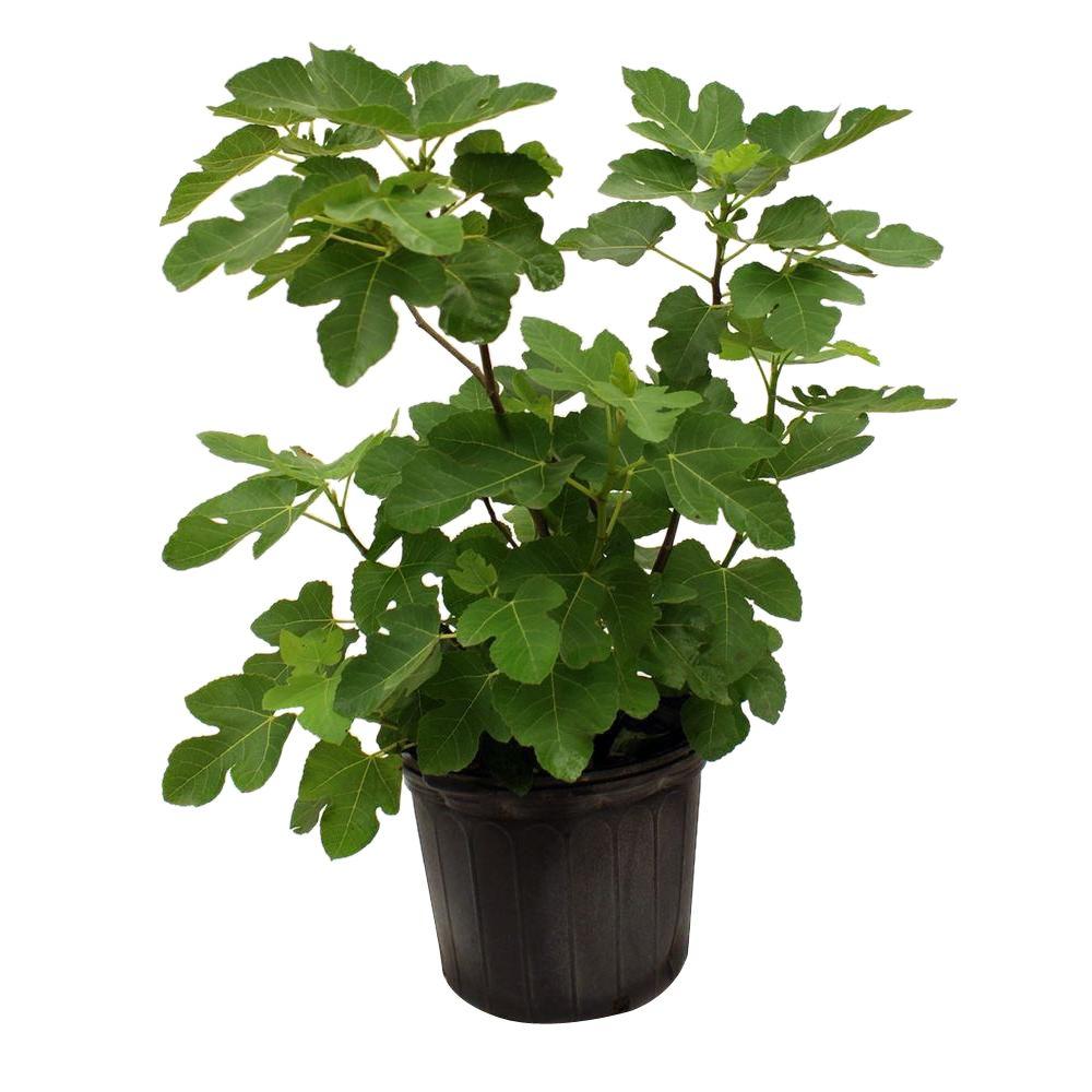 Brown Turkey Fig TreeFIGBRO05G The Home Depot