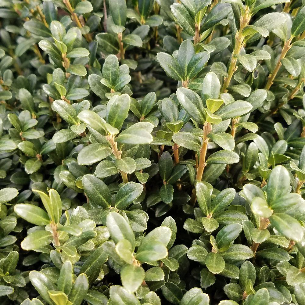 Deer Resistant Holly Shrubs Trees Bushes The Home Depot 9 25 In Pot Sky Pencil Anese Holly Ilex Live Plant