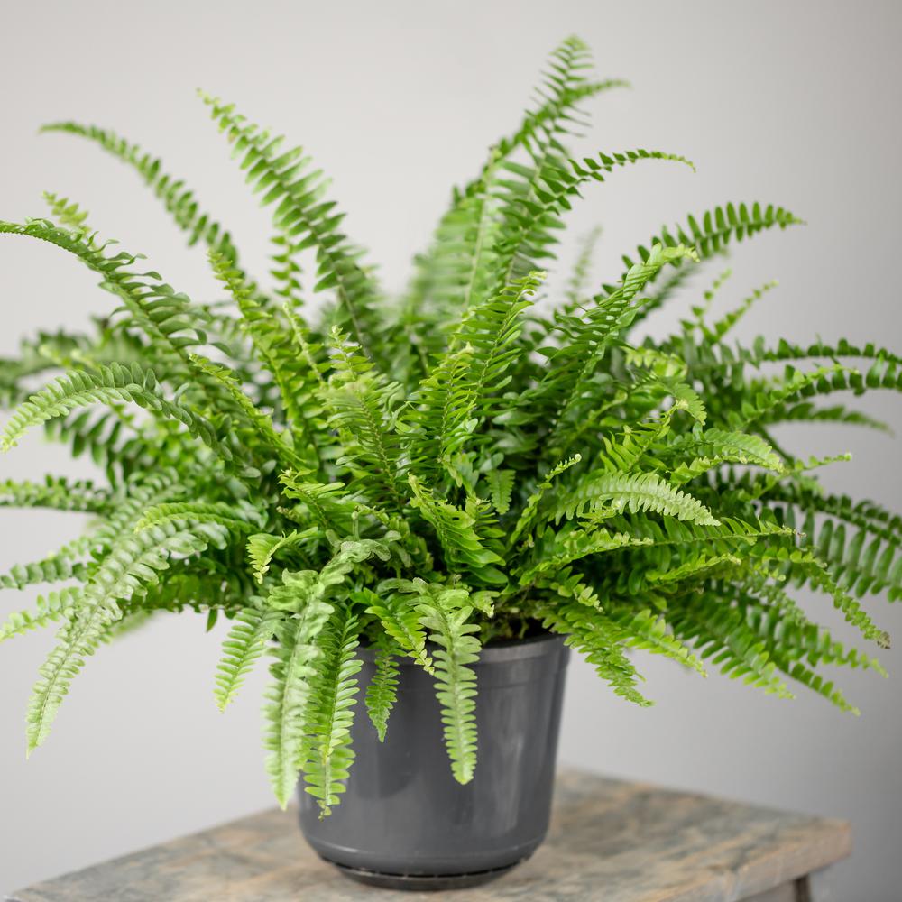 National Plant Network 2.5 Qt. Australian Sword Fern Nephrolepis Plant ...