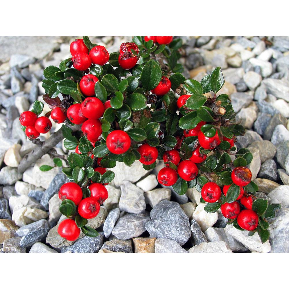 Online Orchards 1 Gal Cranberry Cotoneaster Shrub This True Multi Purpose Shrub Displays A Different Color For Every Season Sbce001 The Home Depot