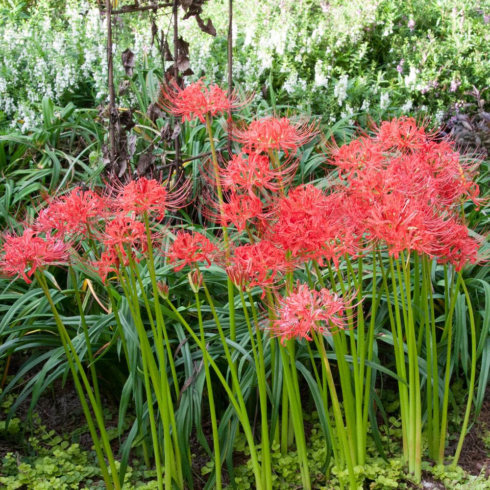 Breck S Red Spider Lily Lycoris Bulbs 5 Pack 4 The Home Depot