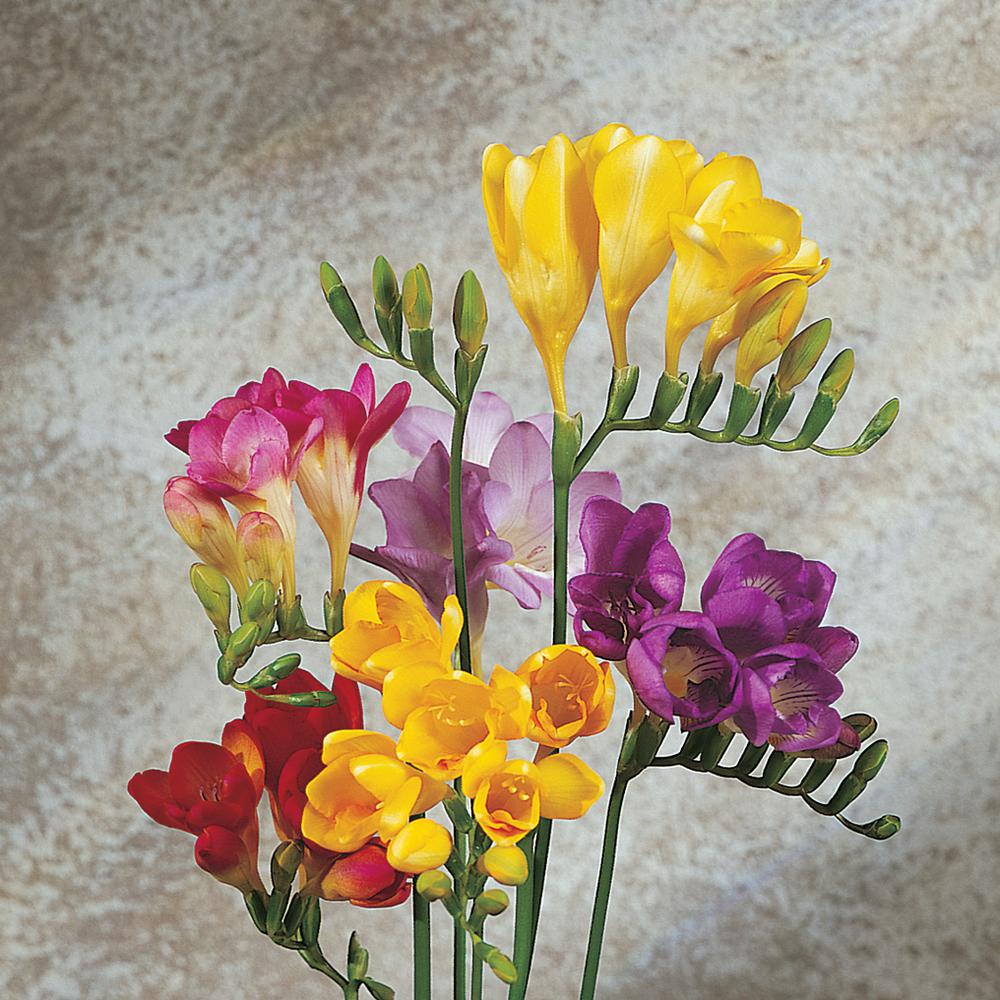 Freesia - Plants & Garden Flowers - Garden Center - The Home Depot