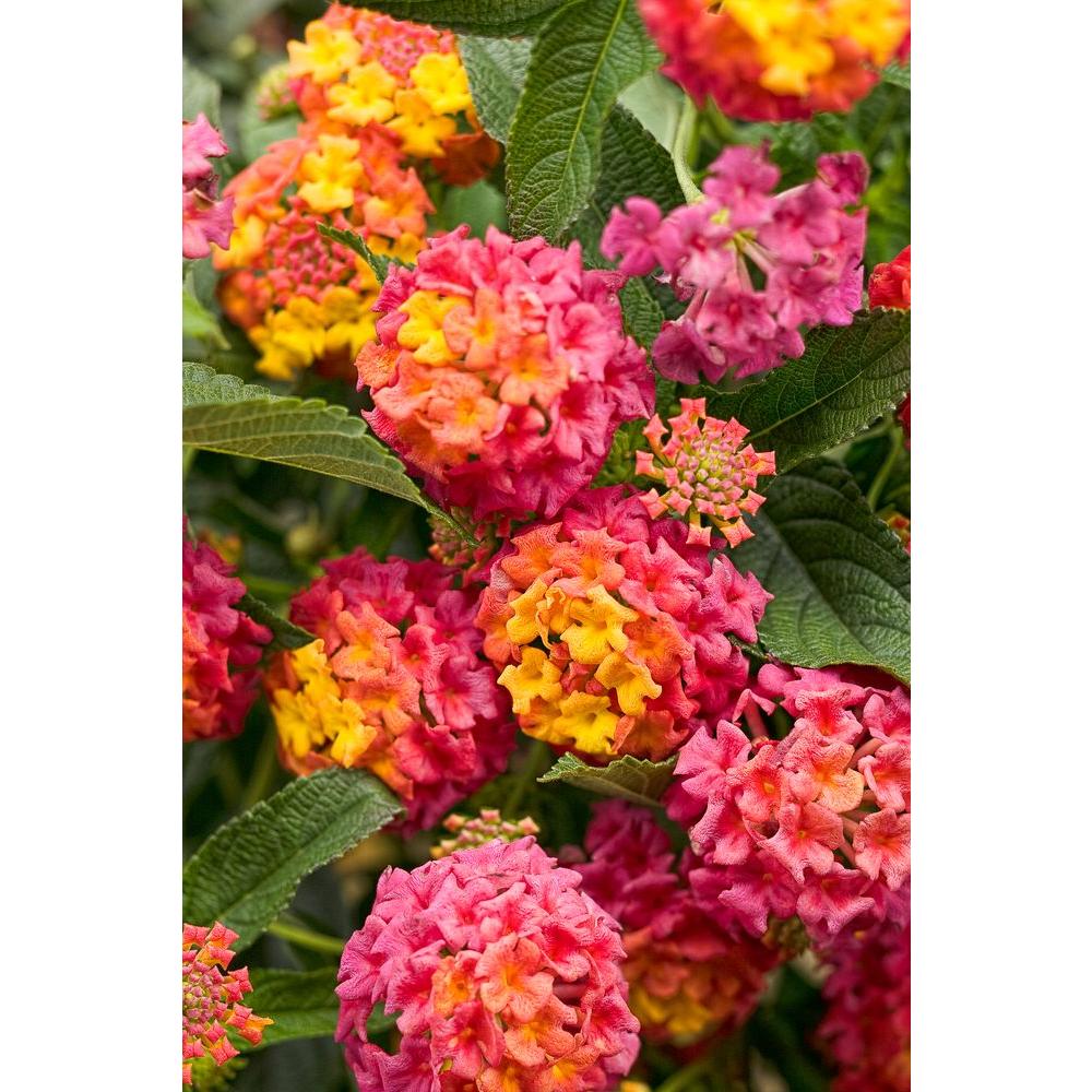 Proven Winners Luscious Berry Blend (Lantana) Live Plant, Pink, Orange