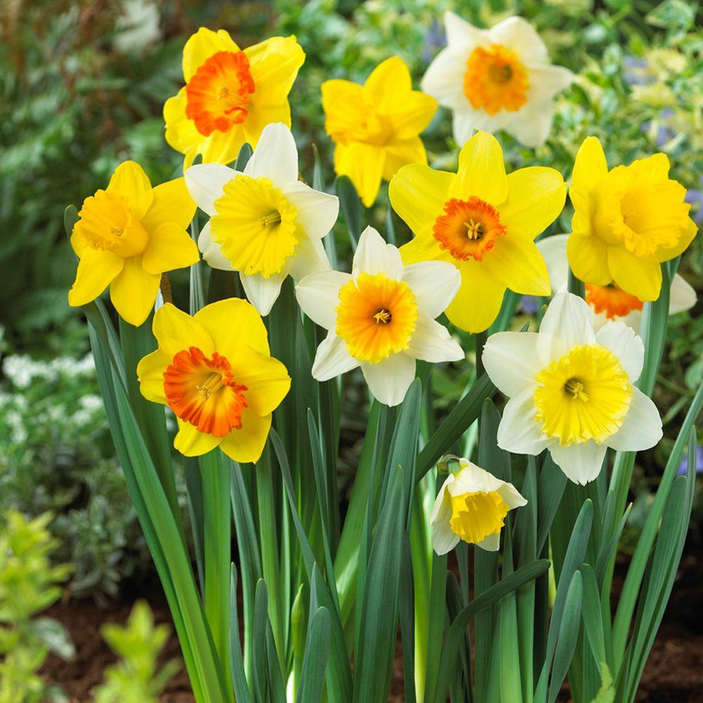 Bloomsz Large Cupped Daffodil Mix Flower Bulb (20-Pack)-07589 - The ...