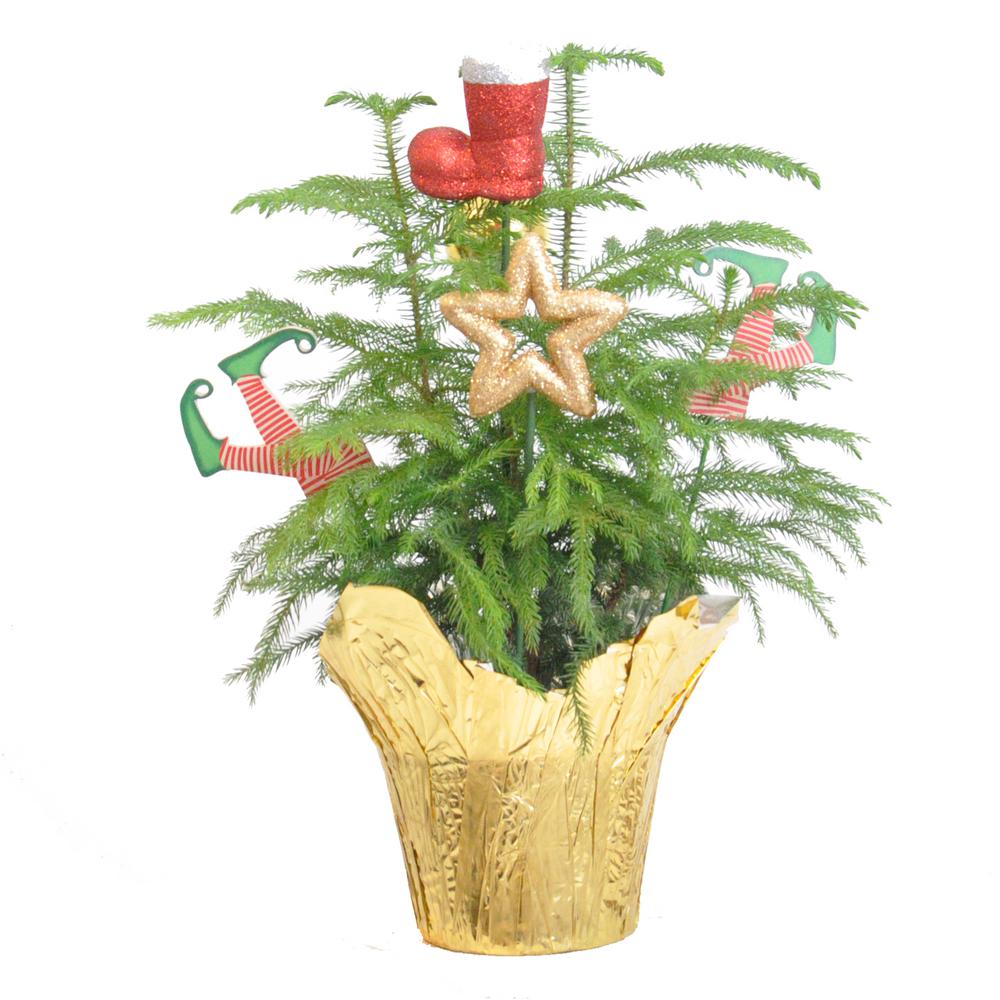 is norfolk island pine toxic to dogs