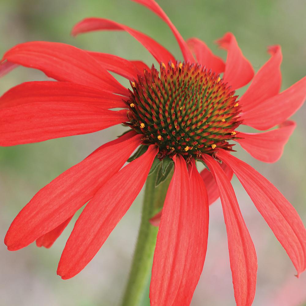 2.6 Qt. 1 Red Coneflower Plant91207 The Home Depot