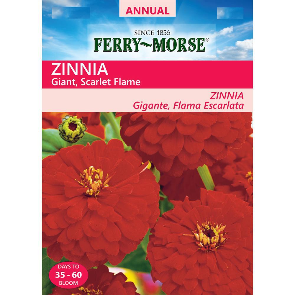 Ferry-Morse Zinnia Scarlet Flame Giant Double Flowered Seed-4071 - The ...