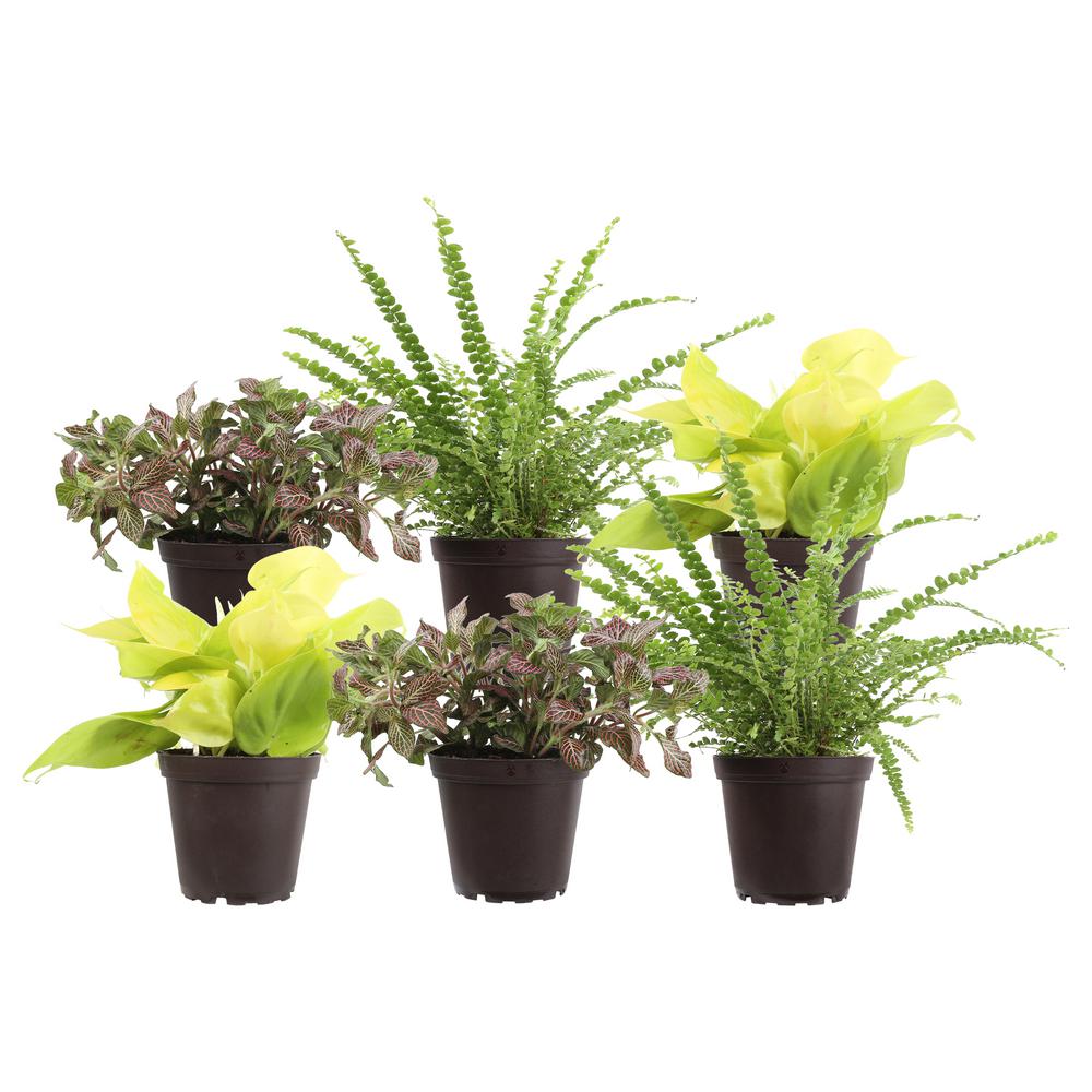 Costa Farms 4.8&quot; Exotic Angel® Assorted Foliage (6pack