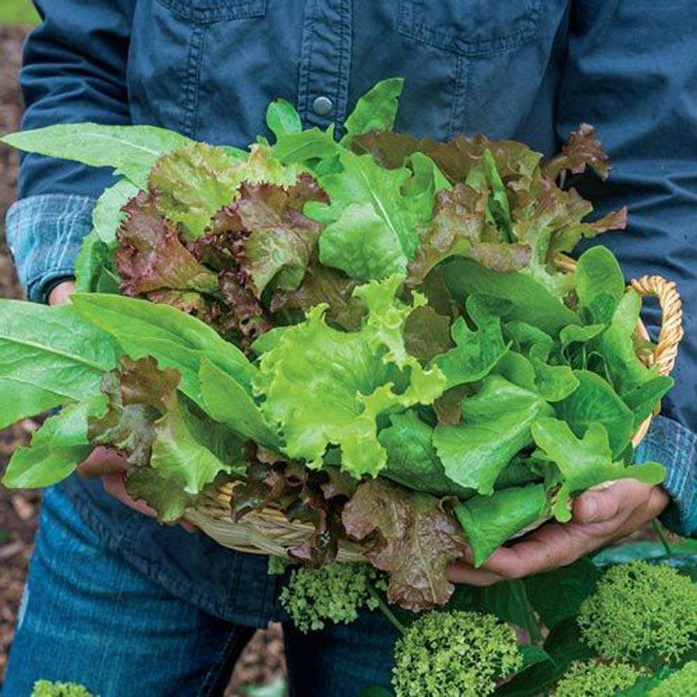 Gurney's 0.50 oz. Lettuce Gurney's Premium Blend (Seed Packet)39801 The Home Depot