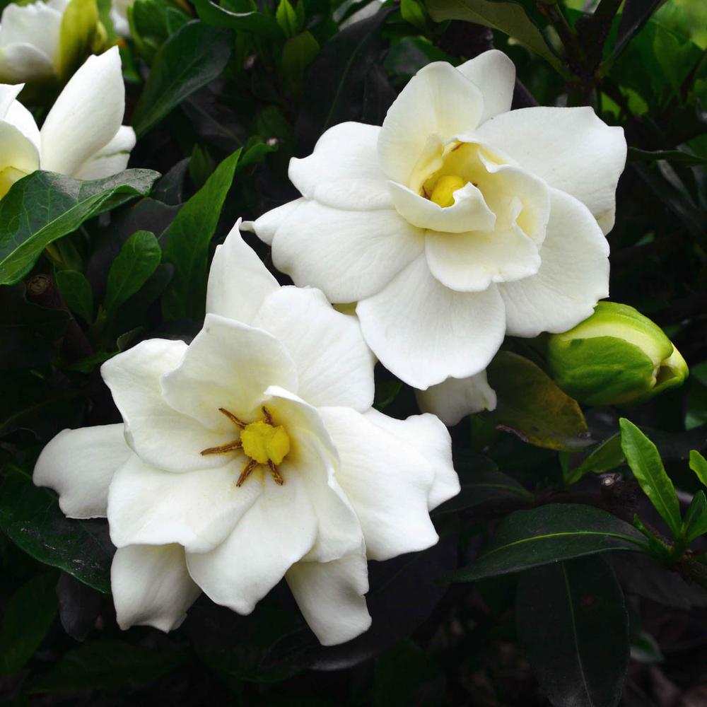Spring Hill Nurseries 4 In Pot Sweet Tea Gardenia Live Potted Plant With White Flowering Shrub 1 Pack