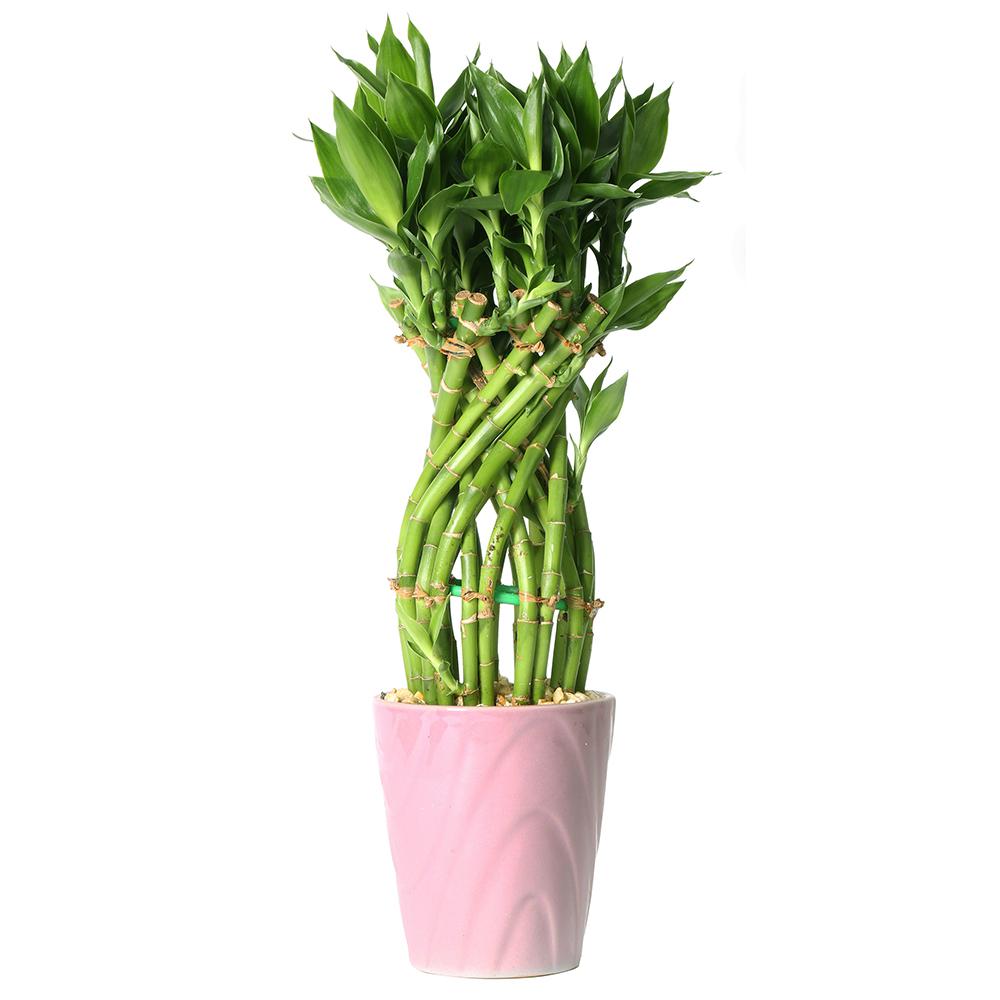 Costa Farms Medium Lucky Bamboo Flower Braid In 4 5 Samba Costa Farms Medium Lucky Bamboo Flower