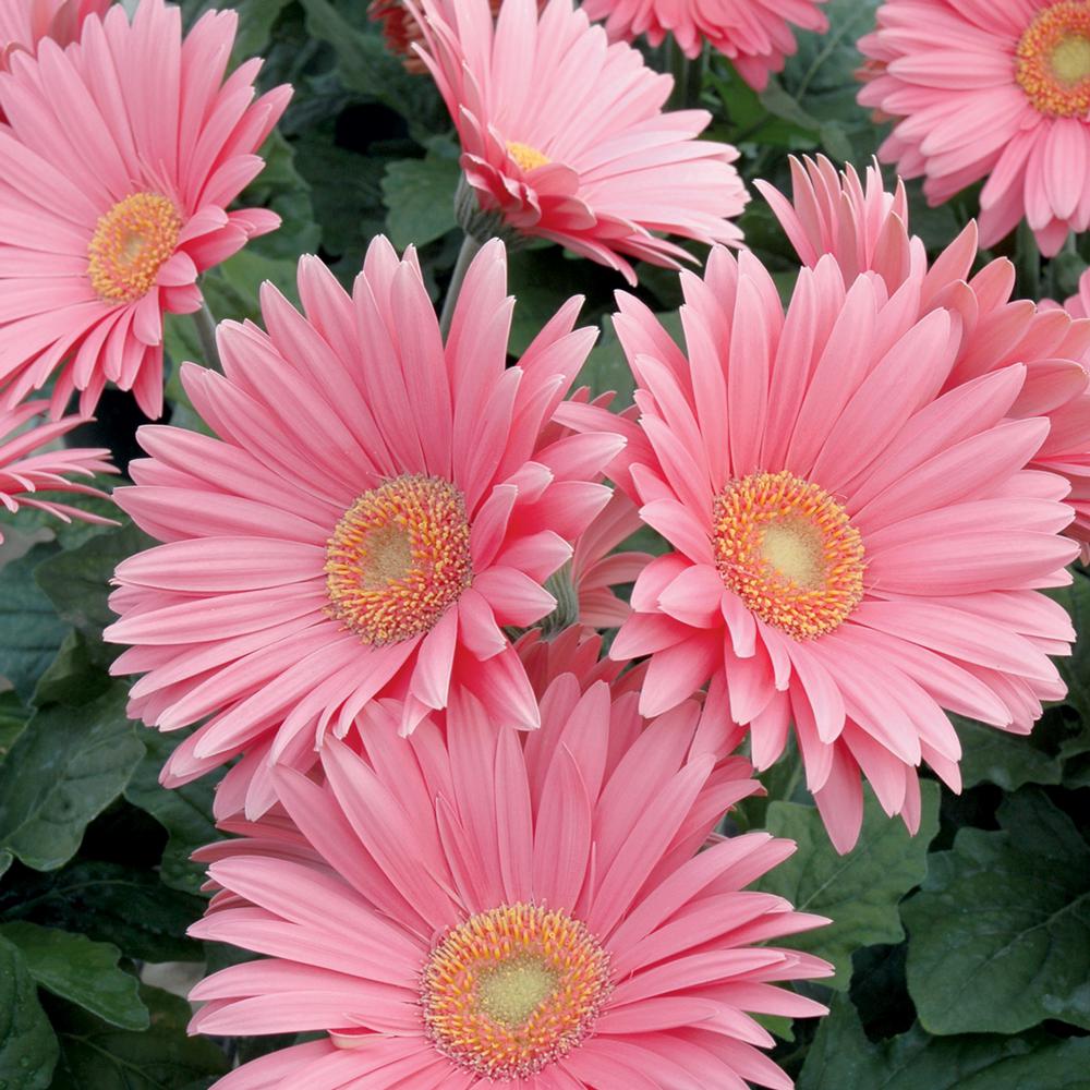 10 in. Pink Transvaal Daisy Plant34923 The Home Depot