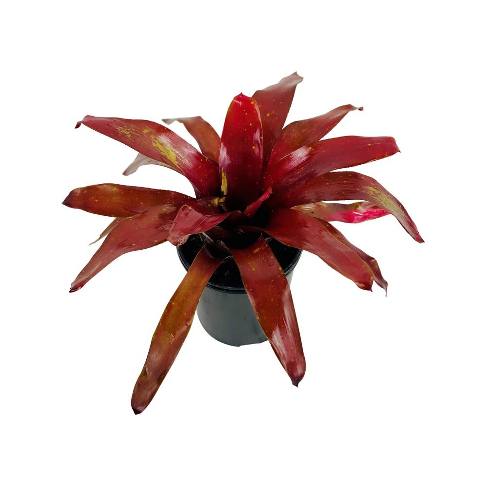 Pure Beauty Farms 6 in. Bromeliad Neoregelia Burgundy in Grower's PotDC6BROMBURG The Home Depot