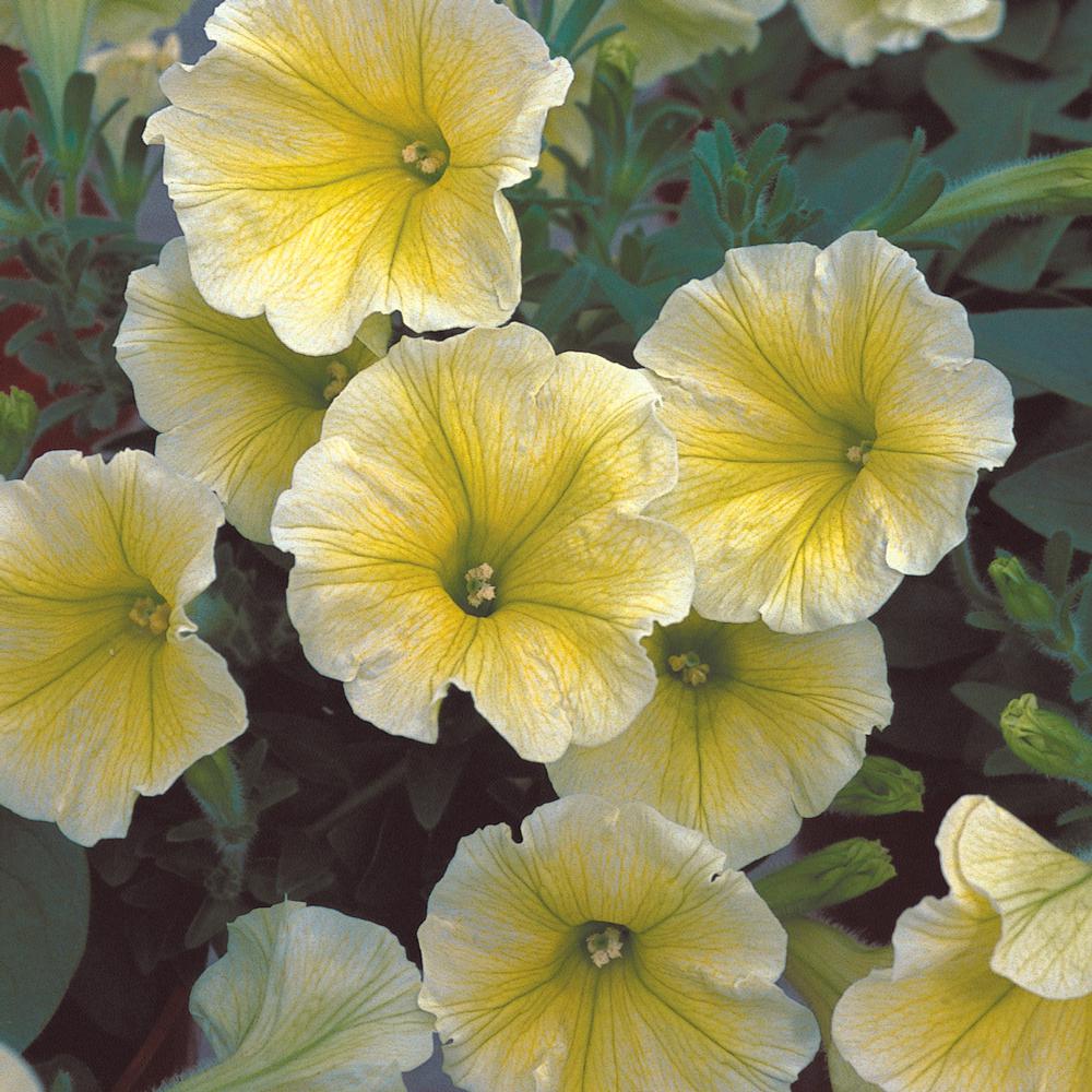 4 in. Multi-Flora Yellow Petunia Plant-91200 - The Home Depot