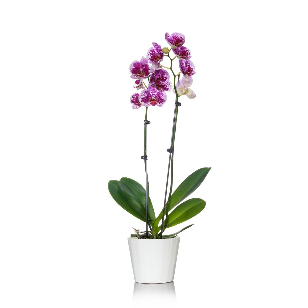 Just Add Ice White With Purple Spots 5 In Orchid Plant In Wood Pot 2 Stems The Home Depot
