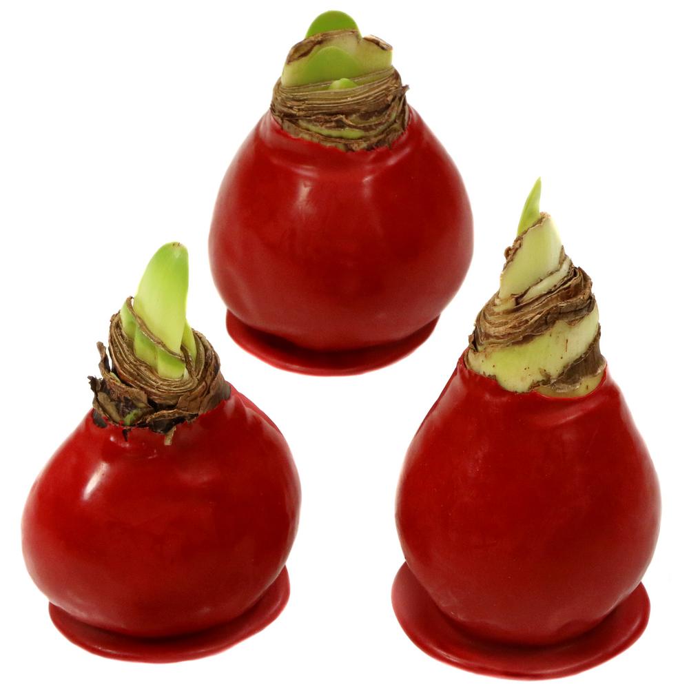 Cottage Farms Direct Wax Coated Red Blooming Amaryllis Bulb 3