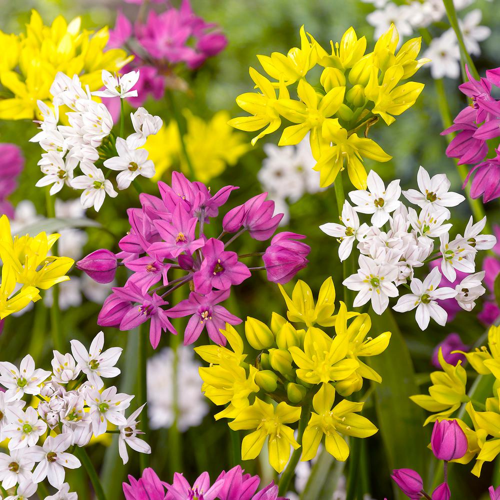 Van Zyverden Allium Blend Bulbs (100Pack)87143 The Home Depot