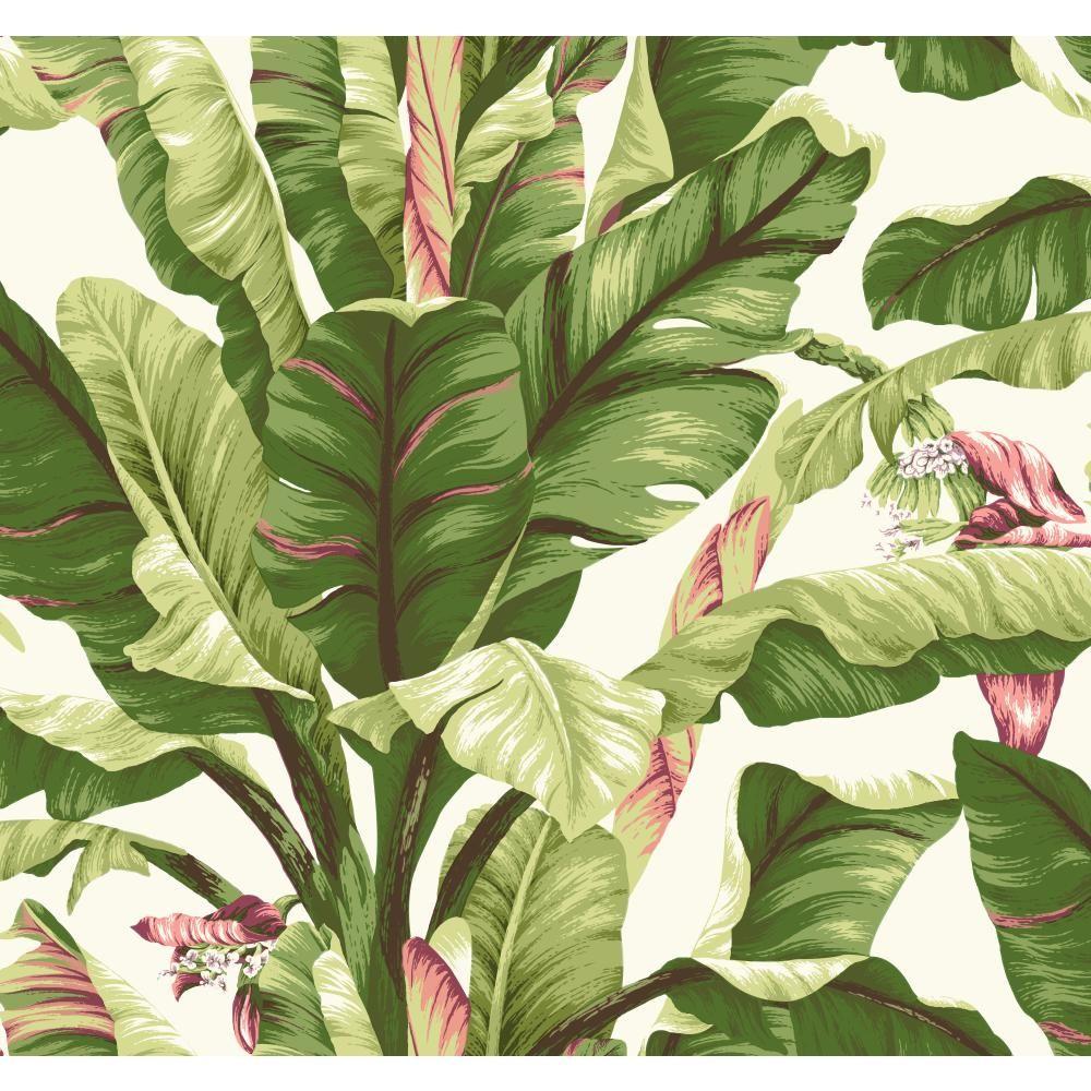 York Wallcoverings Tropics Banana  Leaf  Wallpaper  AT7067 