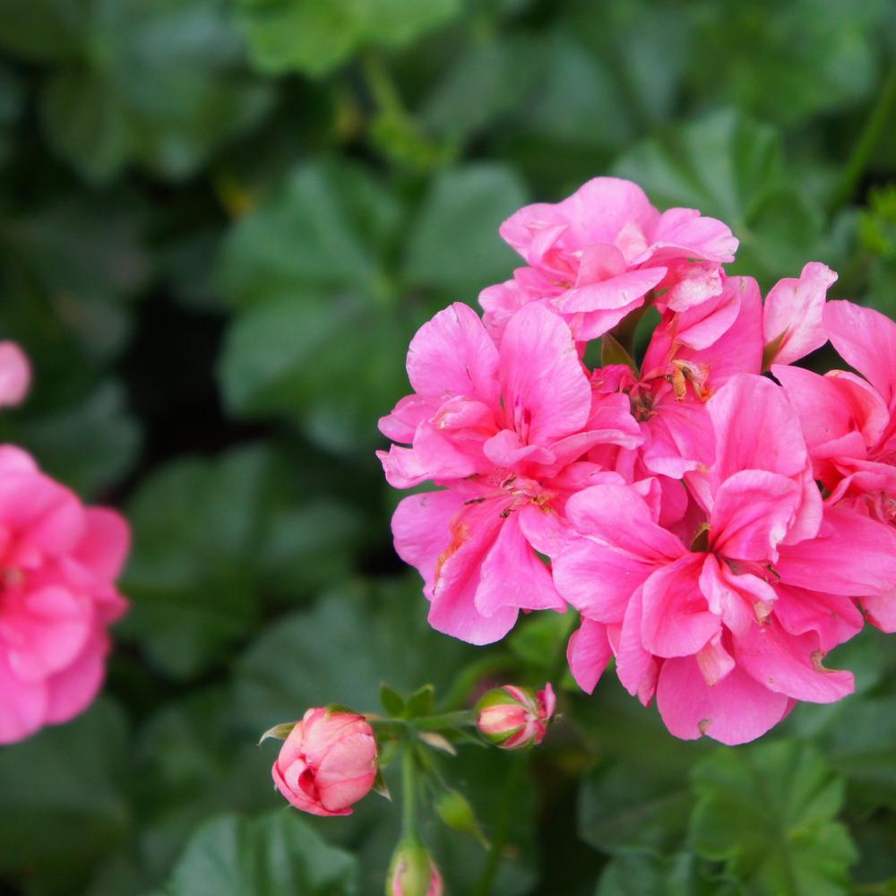 Pure Beauty Farms 11 In. Geranium Plant Pink Flowers in Hanging Basket ...