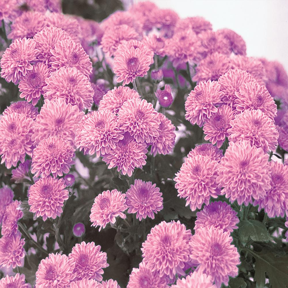 2.5 Qt. #1 Purple Chrysanthemum Plant-17101 - The Home Depot