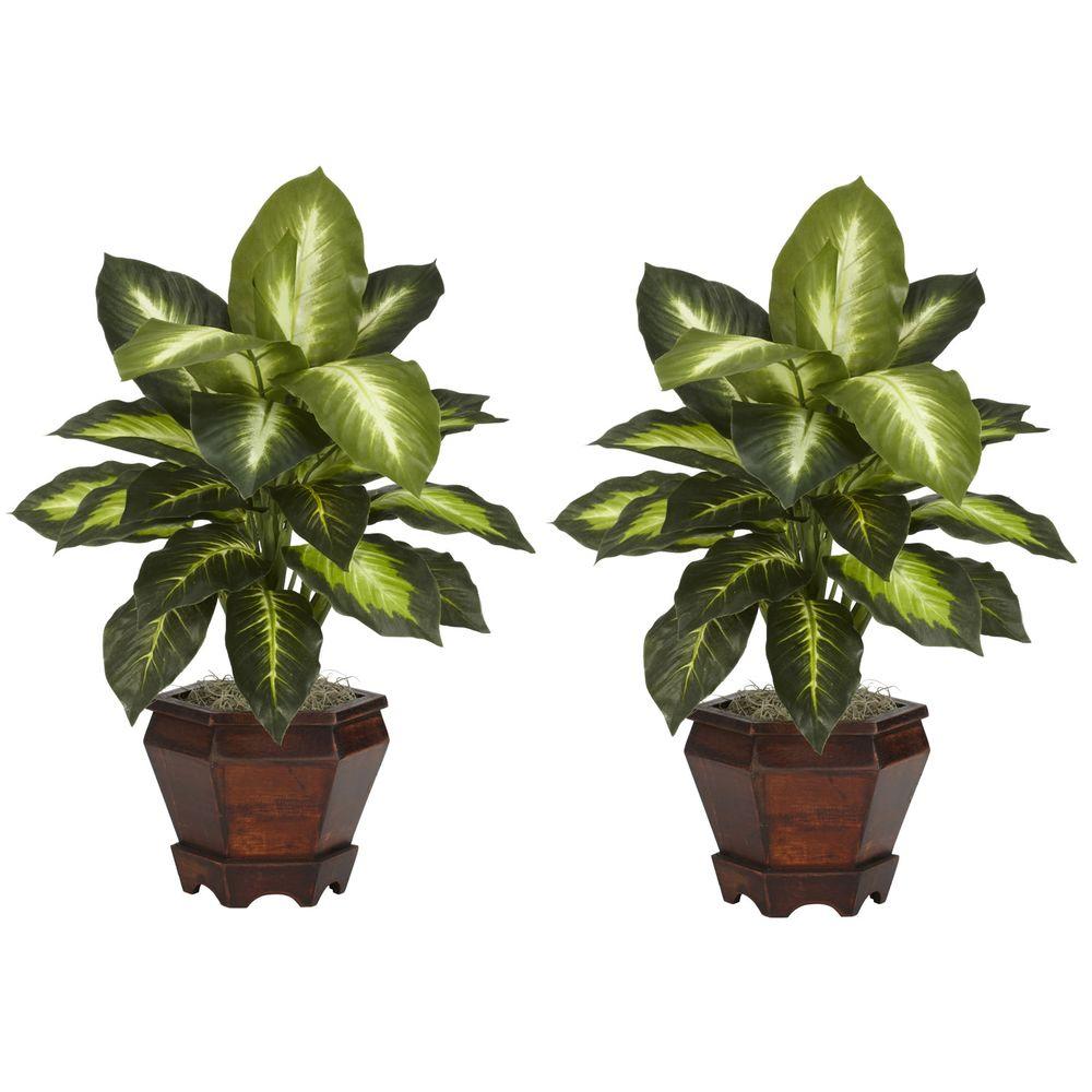 Van Zyverden Clematis Jackmanii Plant (Set of 1 Plant