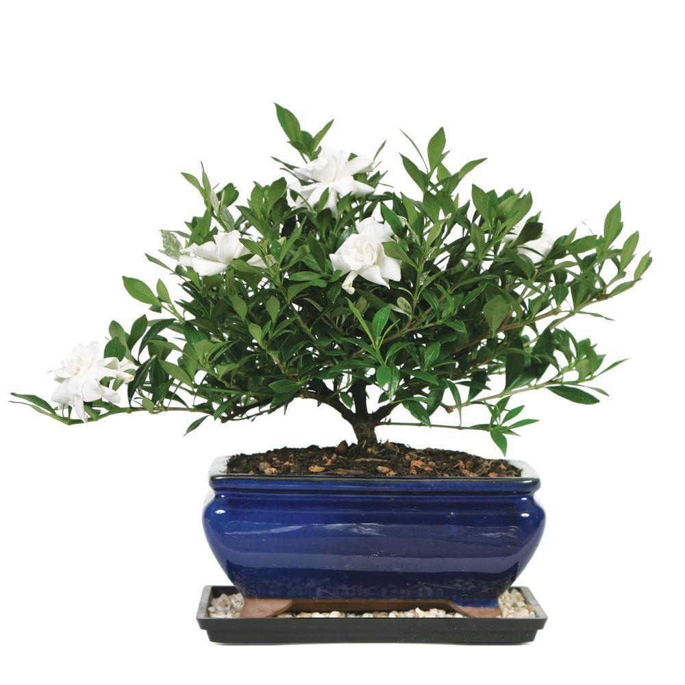 Brussel S Bonsai Gardenia Dt 0107g The Home Depot - Gardenia Bonsai Tree Gift Brussel S Bonsai Gardenia Dt 0107g The Home Depot - Gardenia Bonsai Tree Gift