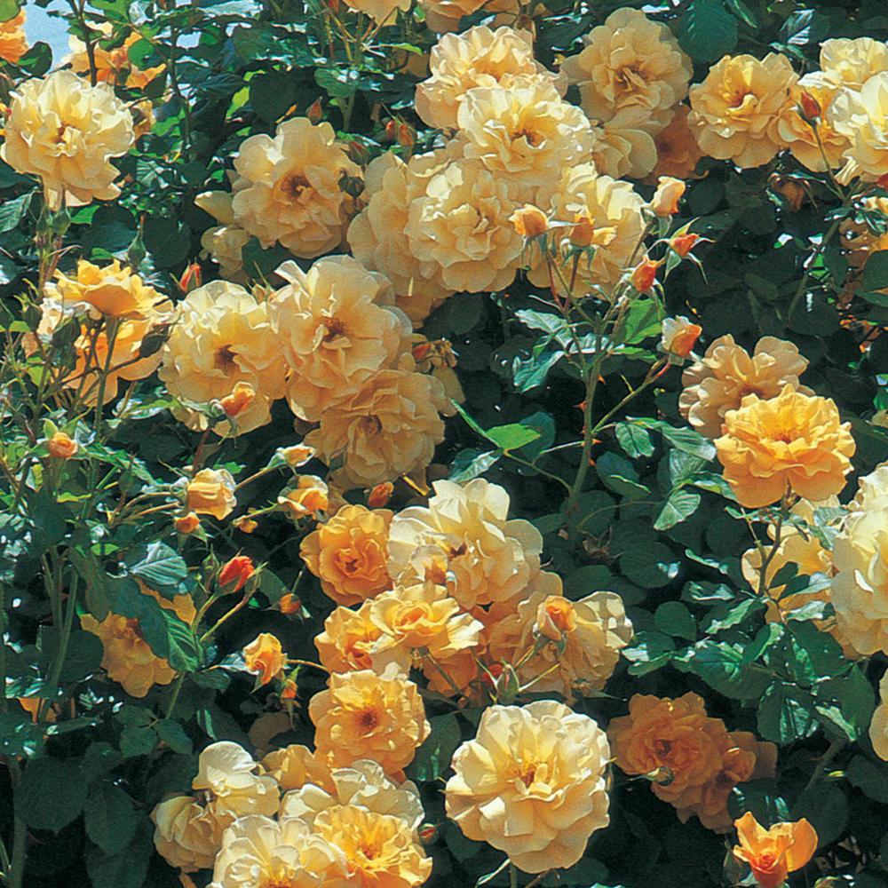 Spring Hill Nurseries Autumn Sunset Climbing Rose, Live Bareroot Plant ...