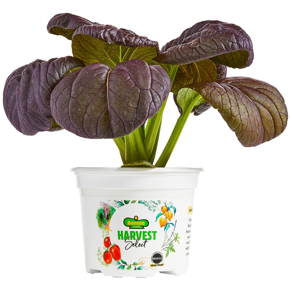Bonnie Plants 25 oz. Harvest Select Pak Choi Rosy Cabbage