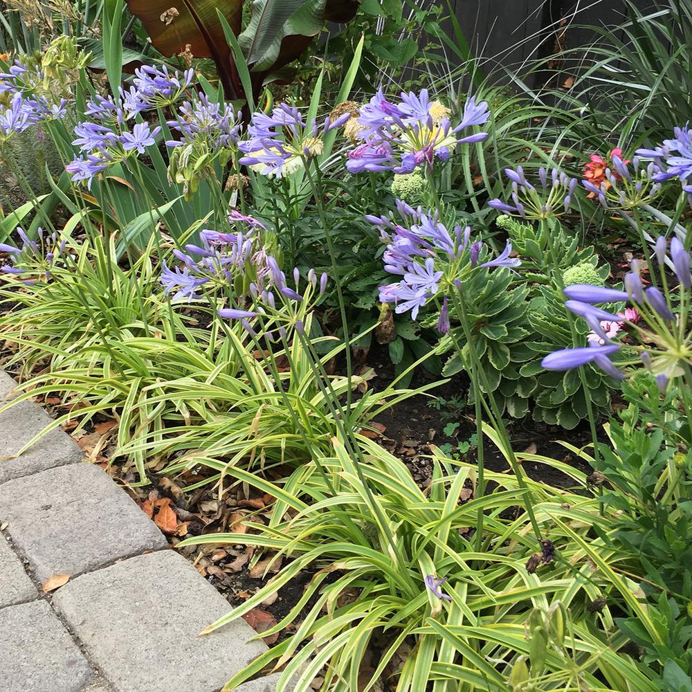 normal map for agapanthus paint fx normal map for agapanthus paint fx